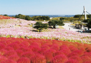 ひたち海浜公園コキアツアー