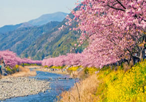 河津桜バスツアー