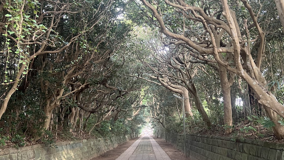 酒列磯前神社の樹叢(じゅそう)