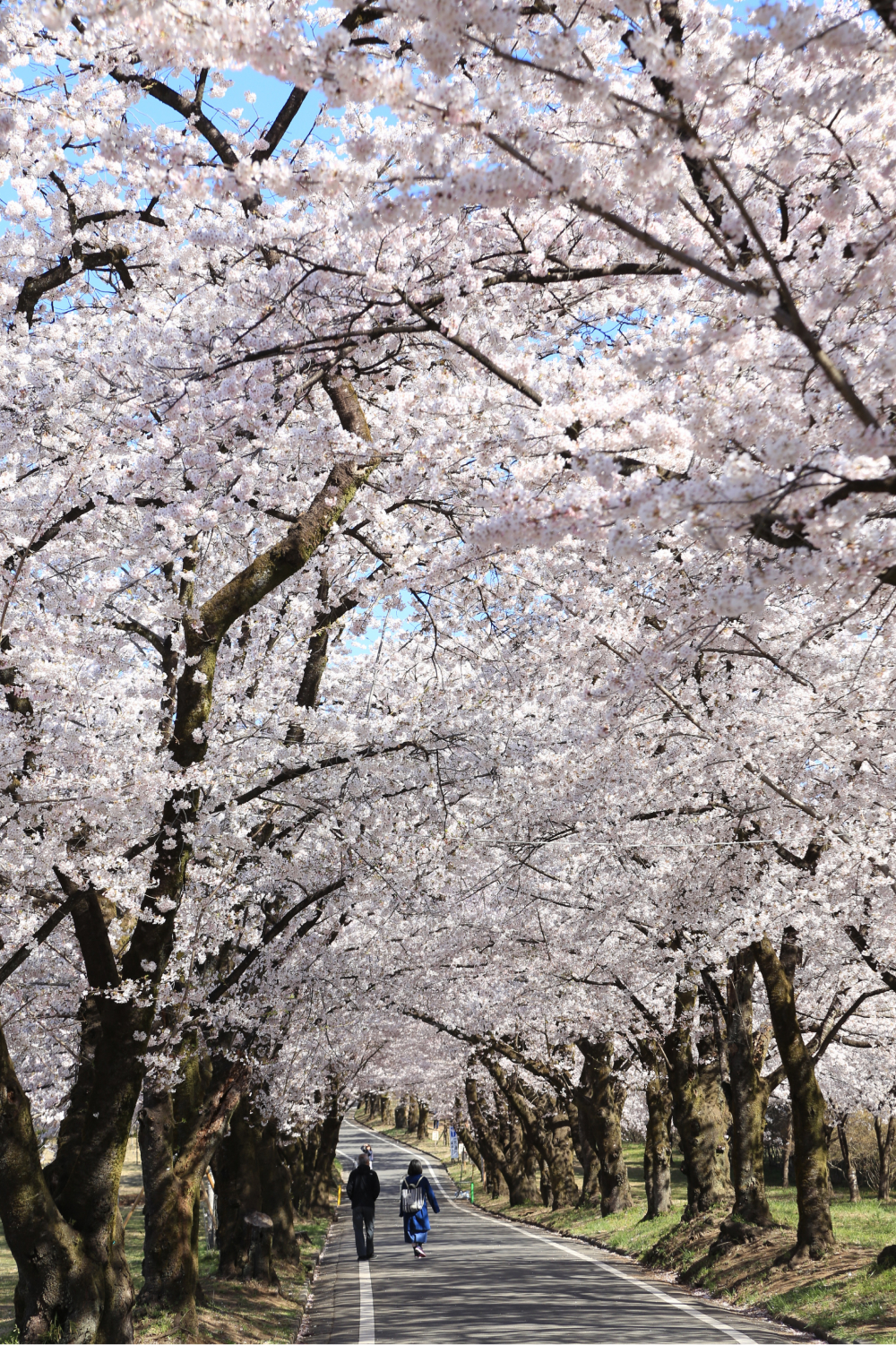 南面千本桜