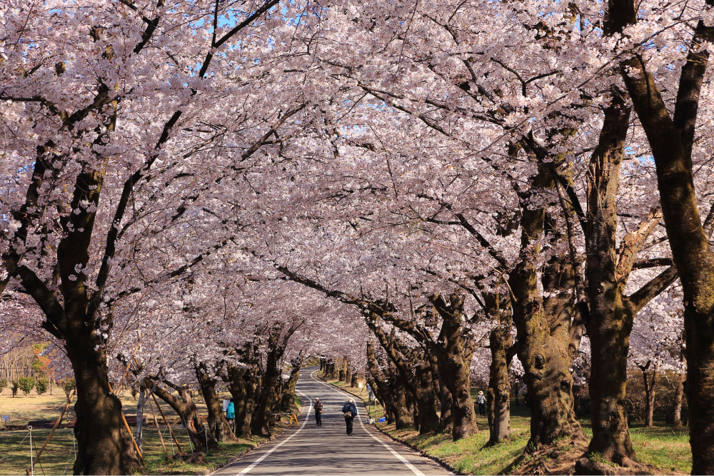 南面千本桜