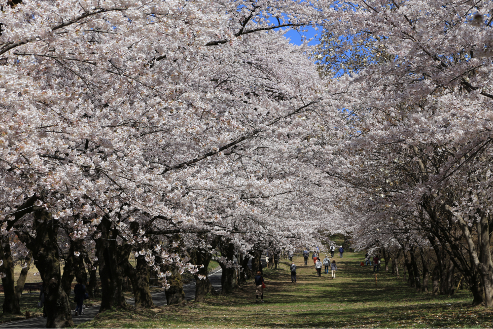 赤城千本桜