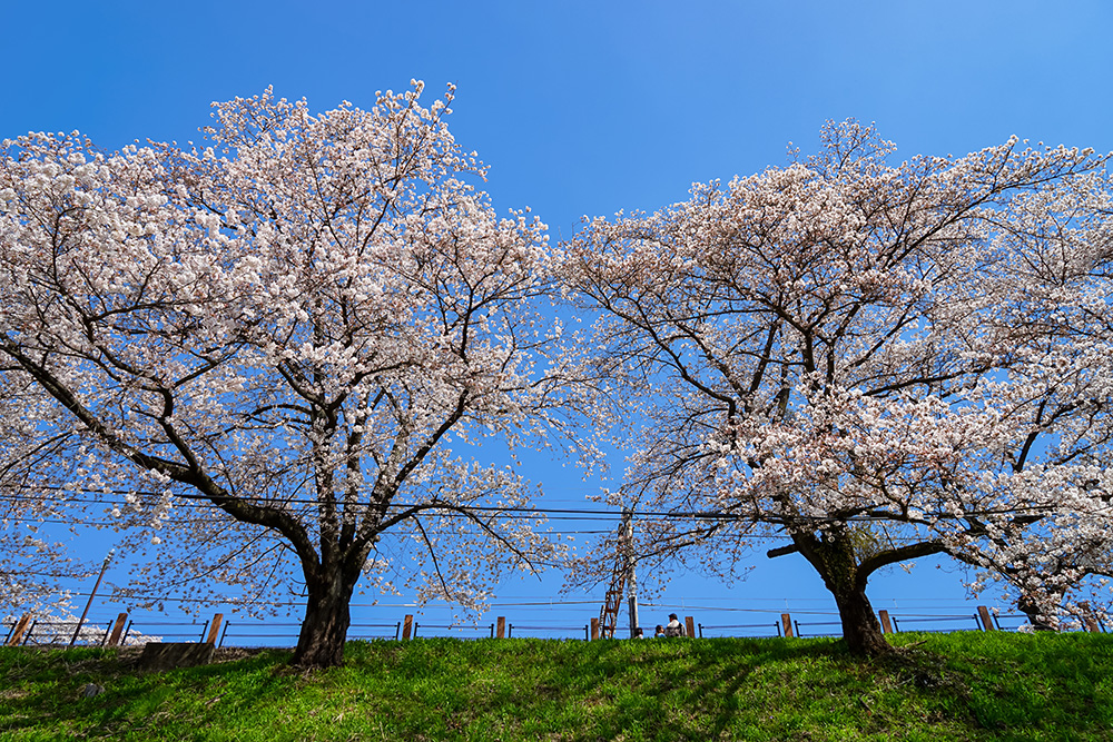 大日影トンネルと甚六桜&クロワッサン詰め放題バスツアーのおすすめポイント詳細