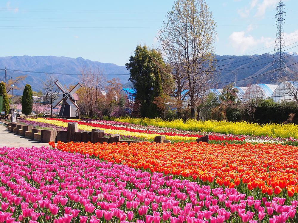 大日影トンネルと甚六桜&クロワッサン詰め放題バスツアーのおすすめポイント詳細