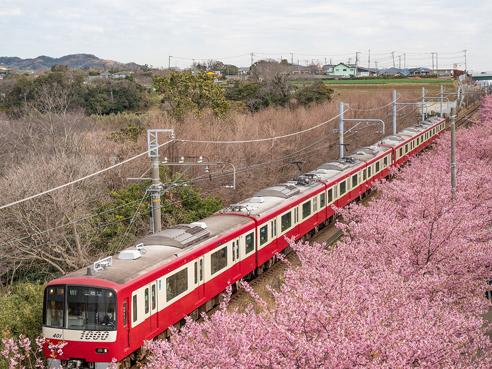 河津桜と久里浜線