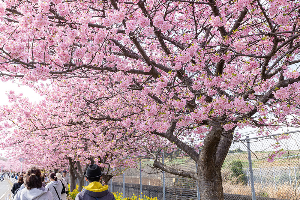 三浦海岸の河津桜祭り