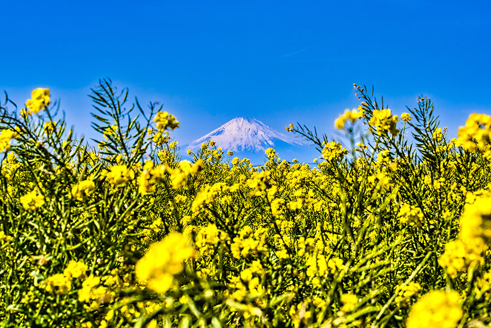 菜の花と富士山