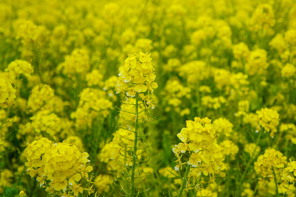 ソレイユの丘 菜の花