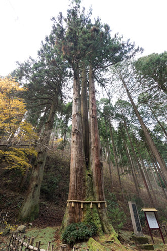 御岩神社三本杉