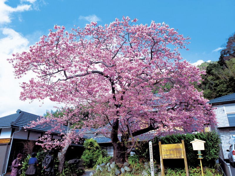 静岡県河津桜まつり