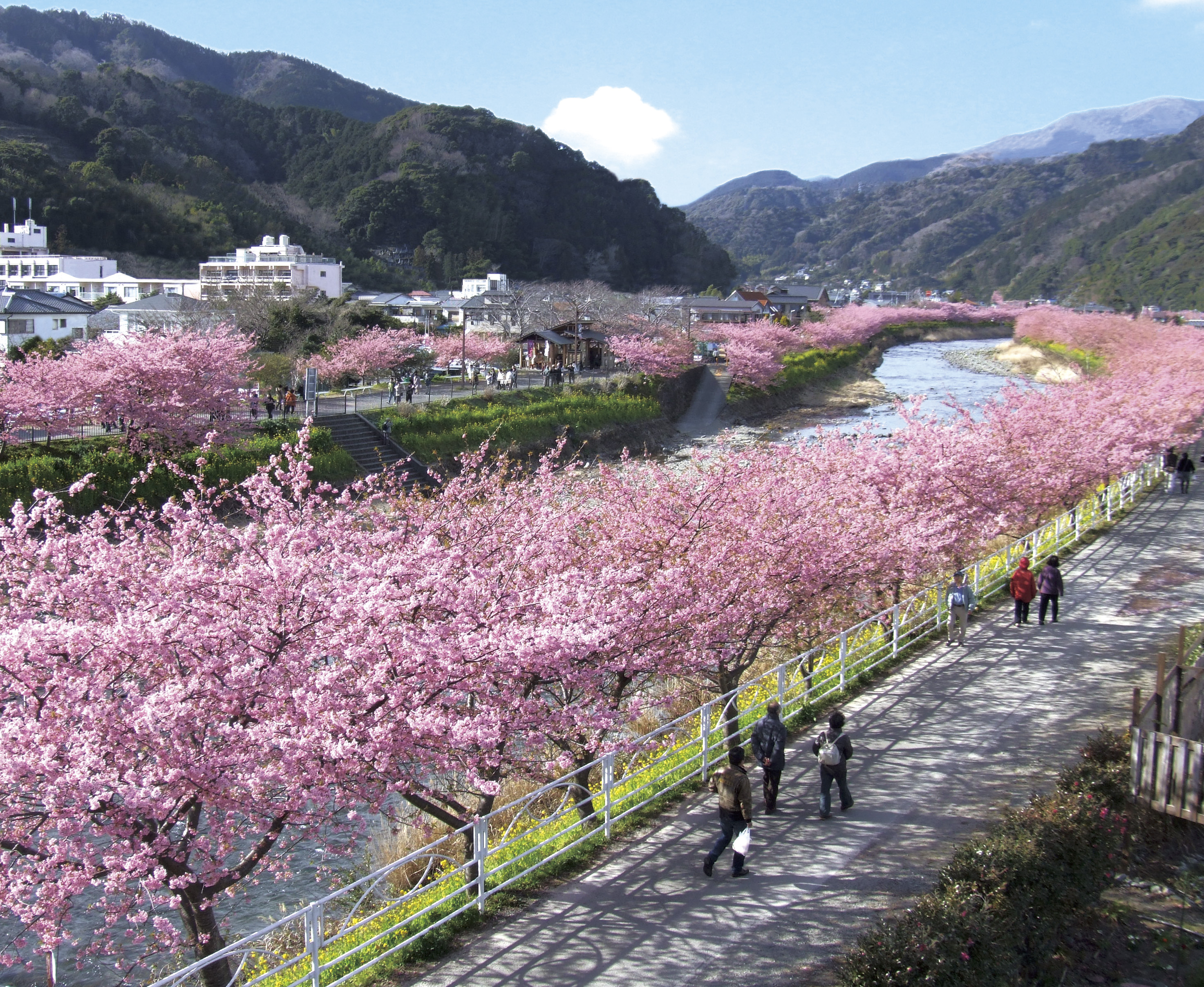 河津桜まつり菜の花ロード