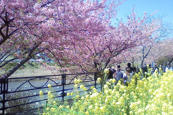 河津桜