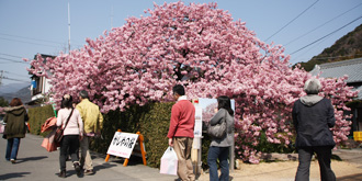 静岡県/河津桜まつり