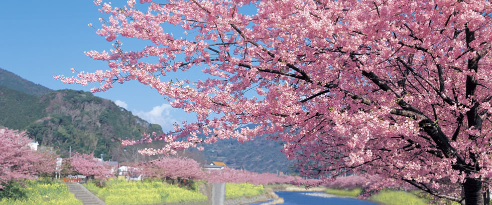 本州最速の桜のトンネル　河津桜まつりバスツアー