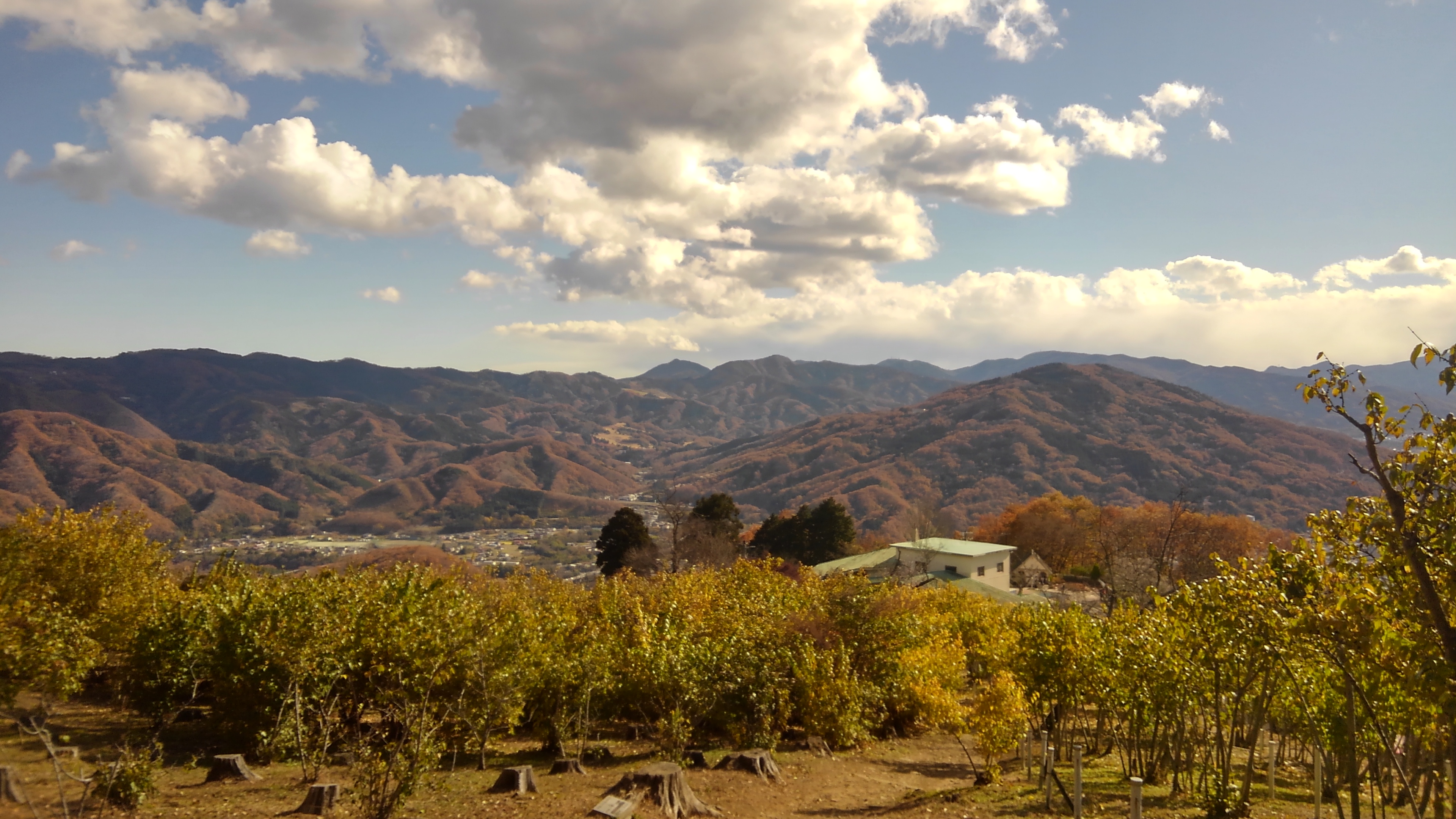 長瀞アルプスハイクと宝登山蝋梅ツアー