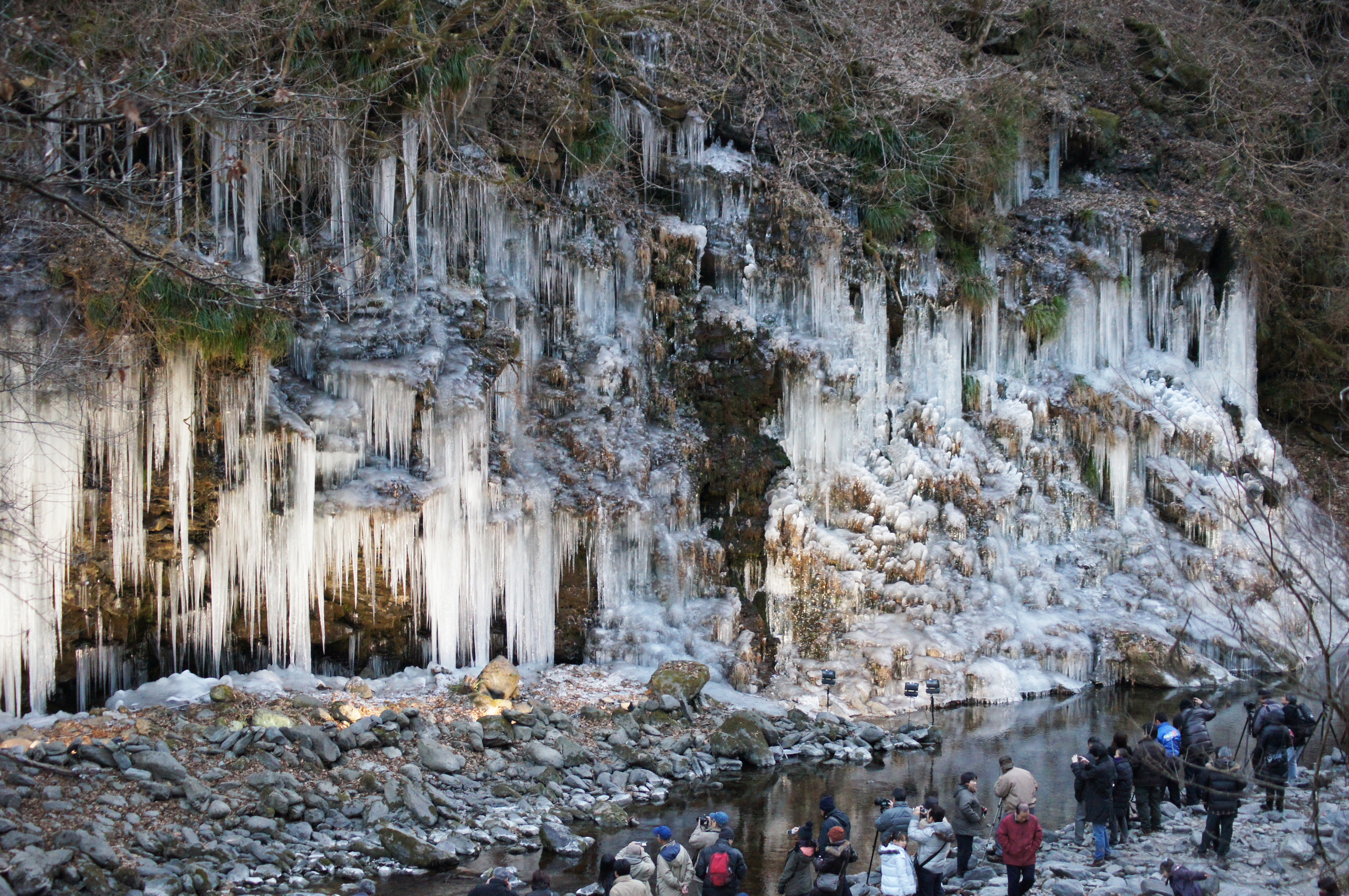 三十槌の氷柱と宝登山蝋梅（ろうばい）バスツアーのおすすめポイント詳細