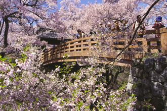 高遠桜＆高田城桜！桜の名所4ケ所巡り＆カニ食べ放題＆温泉でゆっくり1泊2日の旅