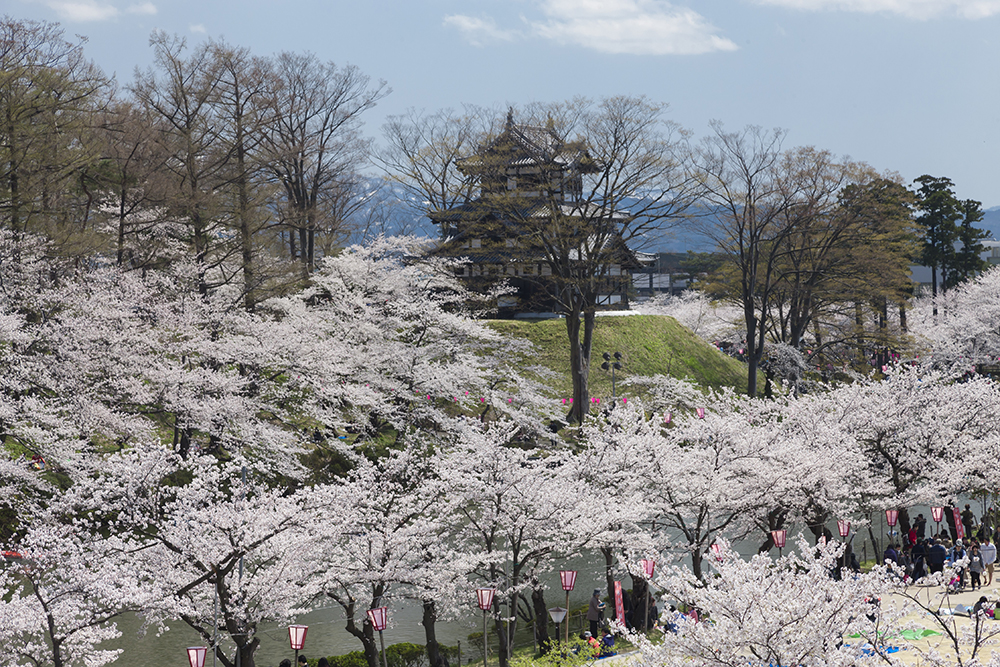 高遠桜＆高田城桜！桜の名所4ケ所巡り＆カニ食べ放題＆温泉でゆっくり1泊2日の旅