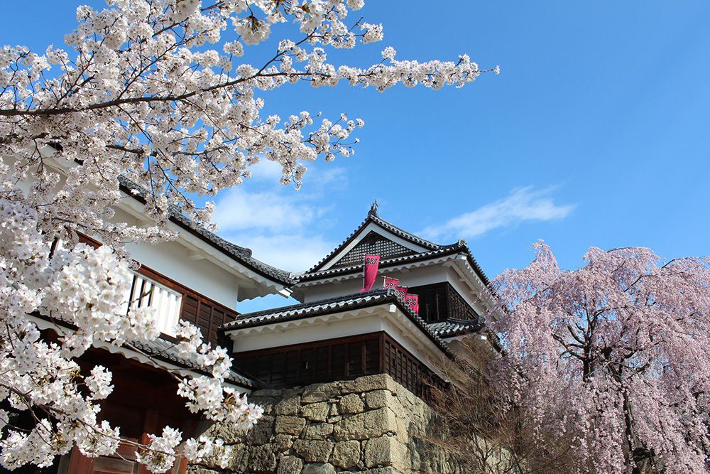 高遠桜＆高田城桜！桜の名所4ケ所巡り＆カニ食べ放題＆温泉でゆっくり1泊2日の旅