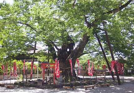 秩父五社参拝バスツアー