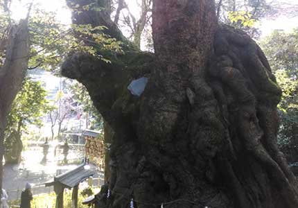 三嶋大社と来宮神社 いちご狩り食べ放題